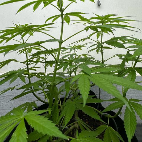 Moby dick & Frisian Dew growlog photo: Fd outdoor