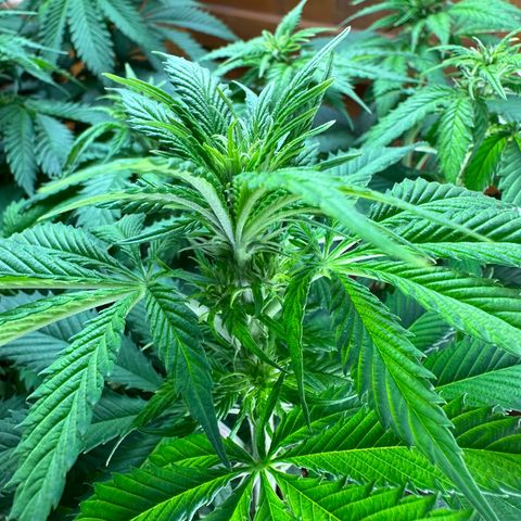 Moby dick & Frisian Dew growlog photo: Moby