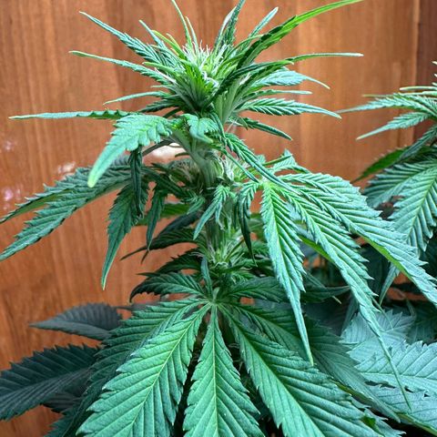 Moby dick & Frisian Dew growlog photo: Moby