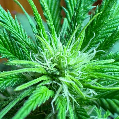 Moby dick & Frisian Dew growlog photo: Moby