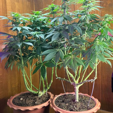 Moby dick & Frisian Dew growlog timeline photo