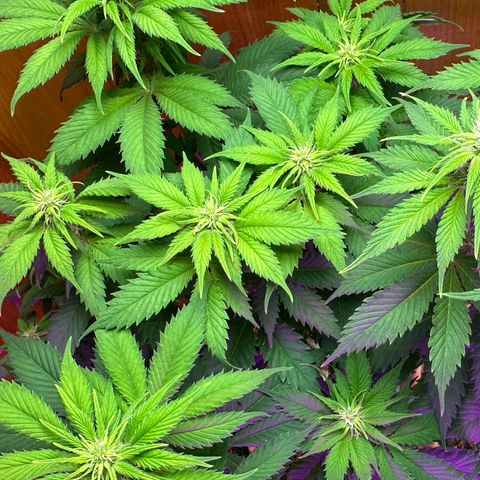 Moby dick & Frisian Dew growlog timeline photo