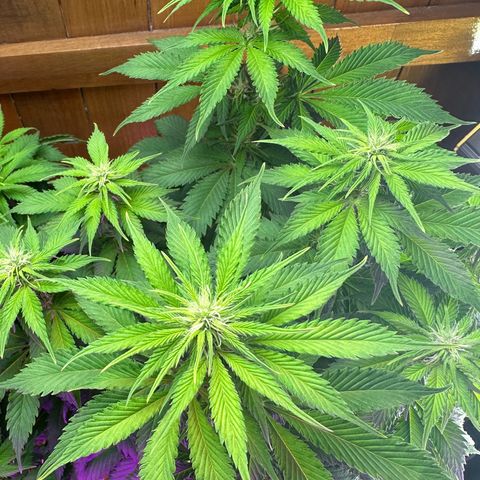 Moby dick & Frisian Dew growlog timeline photo