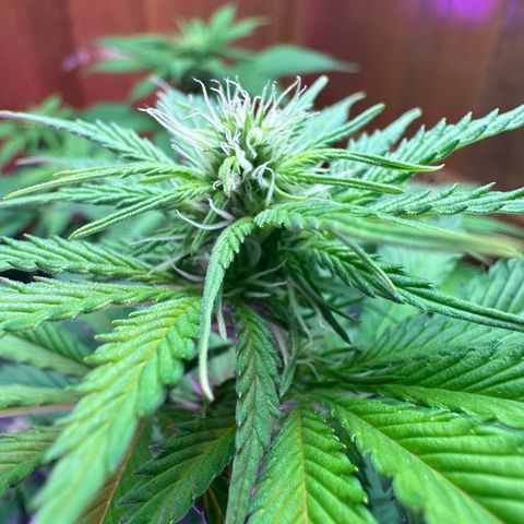 Moby dick & Frisian Dew growlog timeline photo