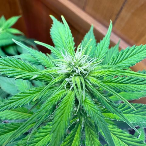Moby dick & Frisian Dew growlog timeline photo