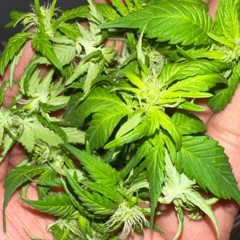 Moby dick & Frisian Dew growlog photo: Trim