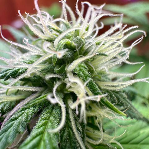Moby dick & Frisian Dew growlog photo: Moby