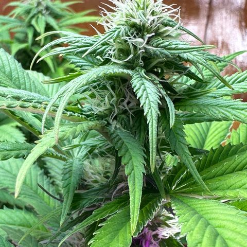 Moby dick & Frisian Dew growlog photo: Moby