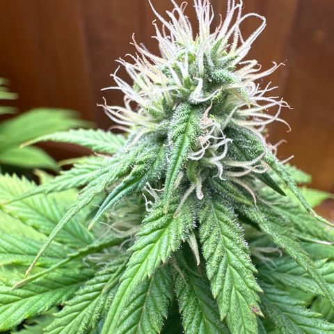 Moby dick & Frisian Dew growlog timeline photo