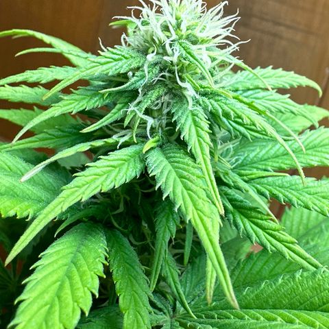 Moby dick & Frisian Dew growlog timeline photo