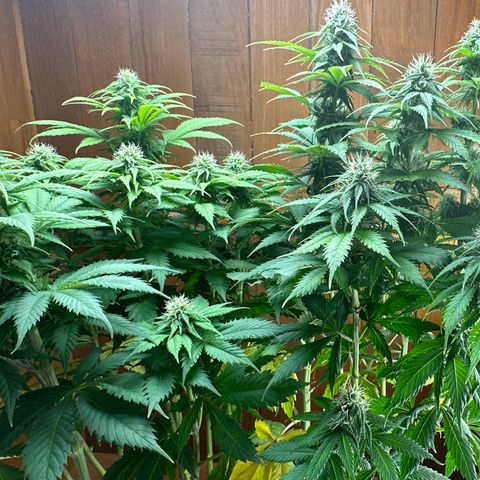 Moby dick & Frisian Dew growlog timeline photo