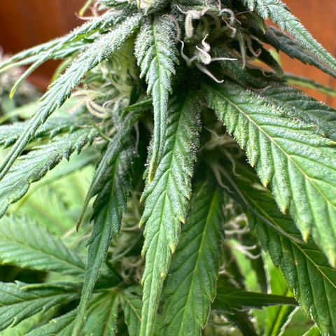 Moby dick & Frisian Dew growlog timeline photo