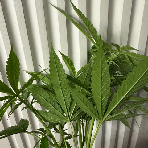 Moby dick & Frisian Dew growlog photo: F.D outdoor