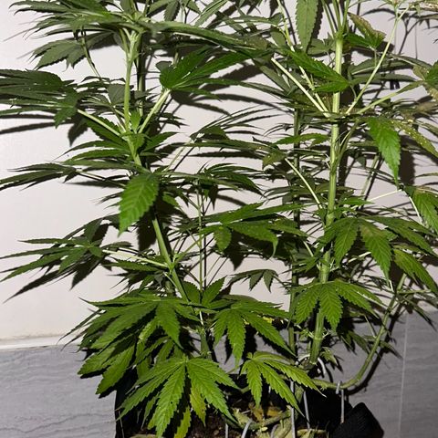 Moby dick & Frisian Dew growlog photo: F.D outdoor