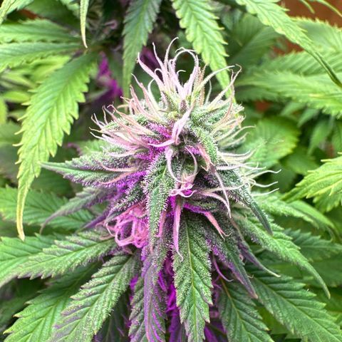 Moby dick & Frisian Dew growlog photo: Moby 