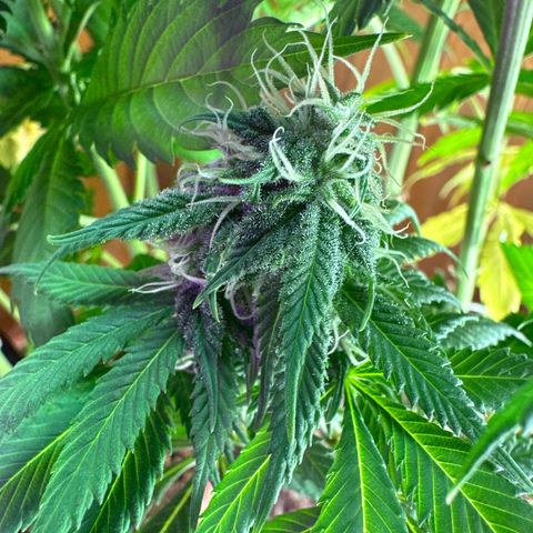 Moby dick & Frisian Dew growlog photo: Moby 