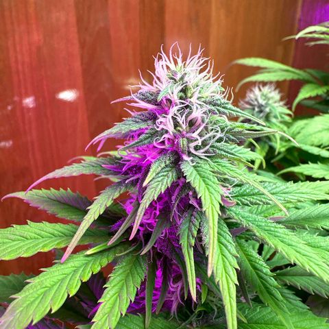 Moby dick & Frisian Dew growlog photo: Moby 