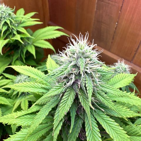 Moby dick & Frisian Dew growlog timeline photo