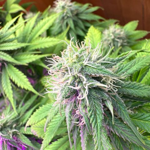 Moby dick & Frisian Dew growlog timeline photo