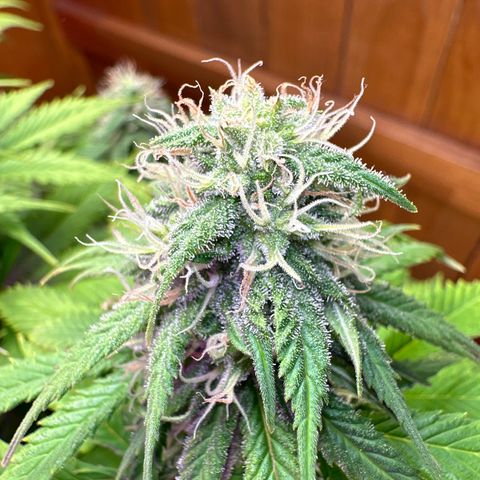 Moby dick & Frisian Dew growlog timeline photo