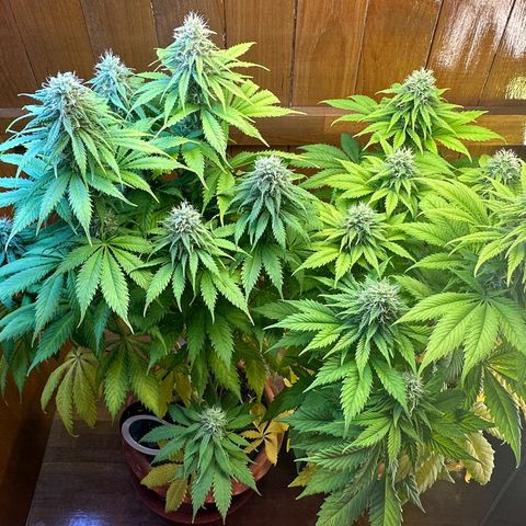 Moby dick & Frisian Dew growlog timeline photo