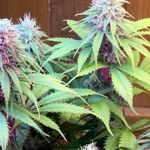 Moby dick & Frisian Dew growlog timeline photo