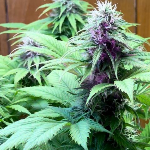 Moby dick & Frisian Dew growlog timeline photo