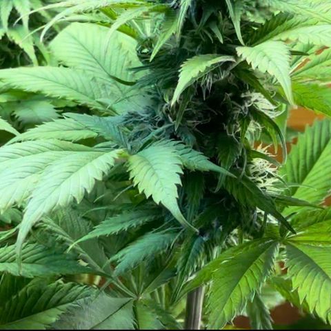 Moby dick & Frisian Dew growlog timeline photo