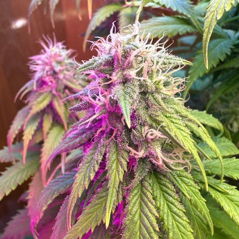 Moby dick & Frisian Dew growlog photo: Moby 