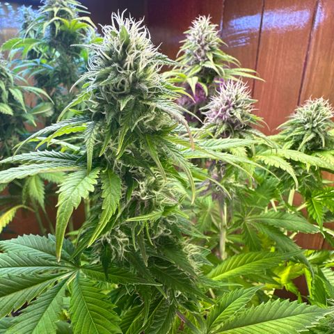 Moby dick & Frisian Dew growlog photo: Moby 