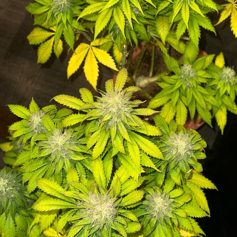 Moby dick & Frisian Dew growlog photo: Moby 