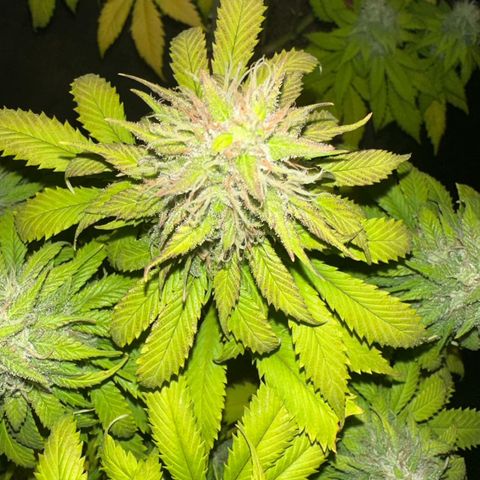 Moby dick & Frisian Dew growlog photo: Moby 