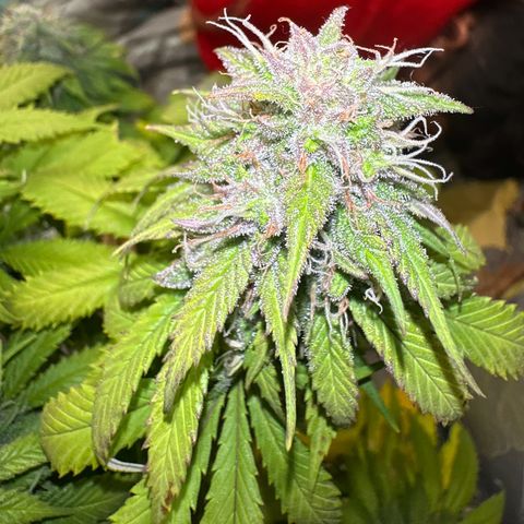 Moby dick & Frisian Dew growlog photo: Moby 