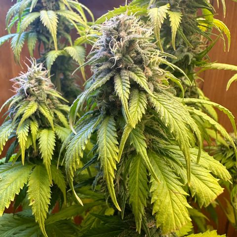 Moby dick & Frisian Dew growlog photo: Moby