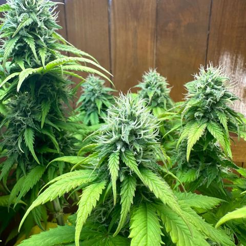 Moby dick & Frisian Dew growlog photo: Moby