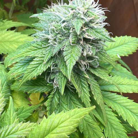 Moby dick & Frisian Dew growlog photo: Moby