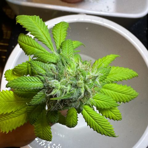 Moby dick & Frisian Dew growlog photo: Moby 