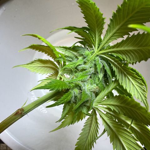 Moby dick & Frisian Dew growlog photo: Moby 