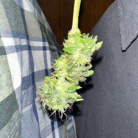 Moby dick & Frisian Dew growlog photo: Moby 