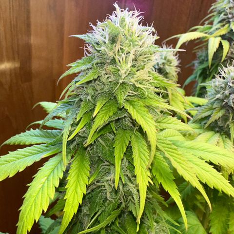 Moby dick & Frisian Dew growlog photo: Moby 