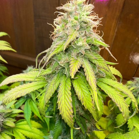 Moby dick & Frisian Dew growlog photo: Moby
