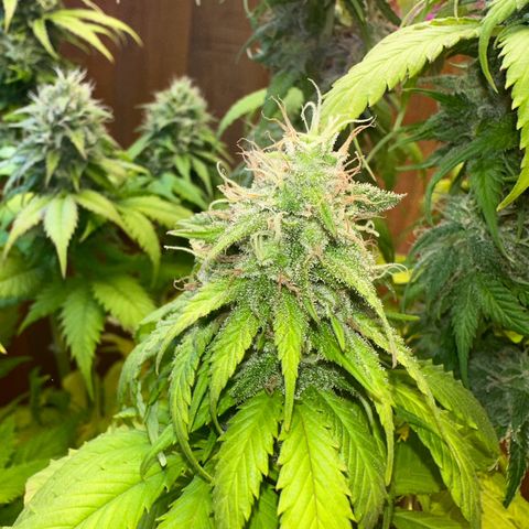 Moby dick & Frisian Dew growlog photo: Moby