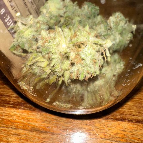 Moby dick & Frisian Dew growlog photo: Moby