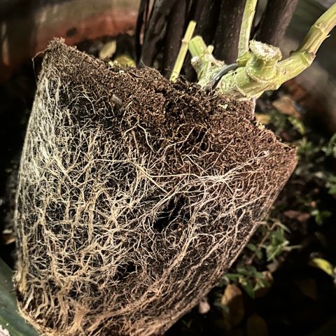 Moby dick & Frisian Dew growlog timeline photo