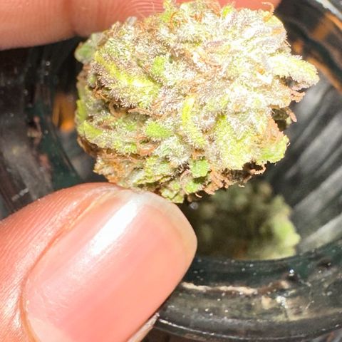 Moby dick & Frisian Dew growlog photo: Moby