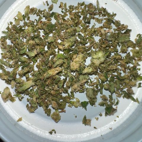 Moby dick & Frisian Dew growlog photo: Moby