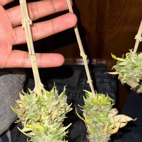 Moby dick & Frisian Dew growlog photo: Moby