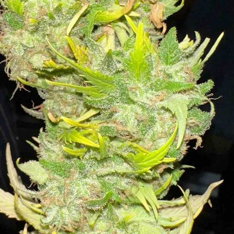 Moby dick & Frisian Dew growlog photo: Moby