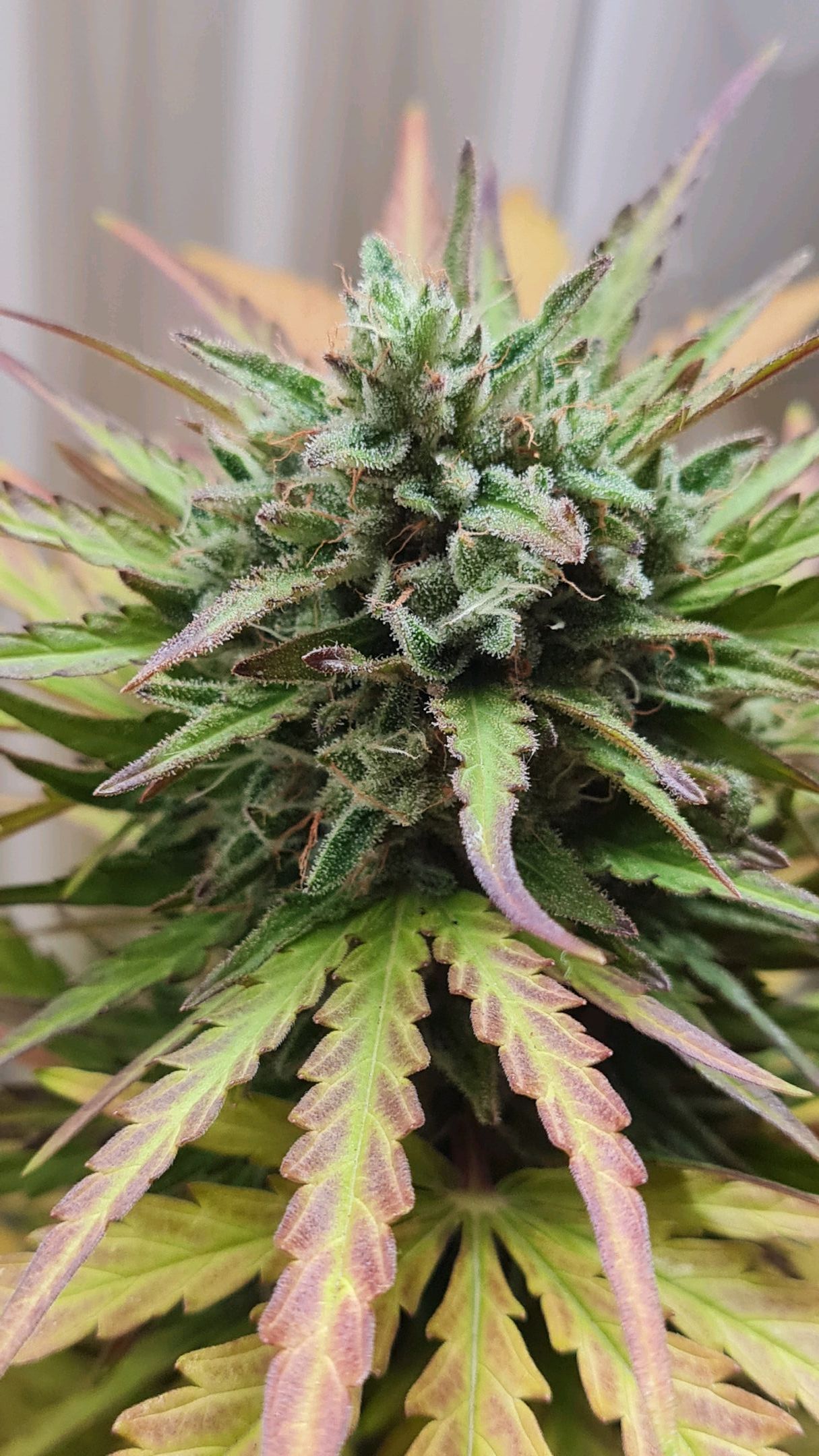 Mimosa Sunrise XXL Automatic growlog header