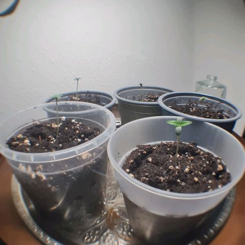 Mimosa Sunrise XXL Automatic growlog photo